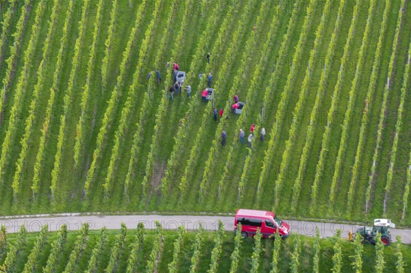 Team of harvesters working in the vineyard next to a red vehicle, grape grape harvest, near Korb, Remstal, Baden-Württemberg, Germany