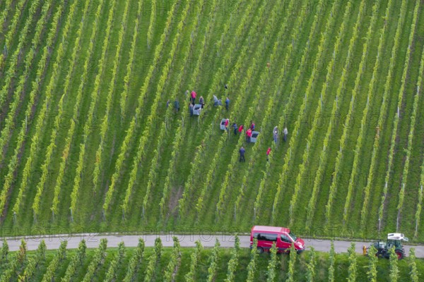 Harvest workers collecting grapes in the vineyard, red car next to it, grape grape harvest, near Korb, Remstal, Baden-Württemberg, Germany