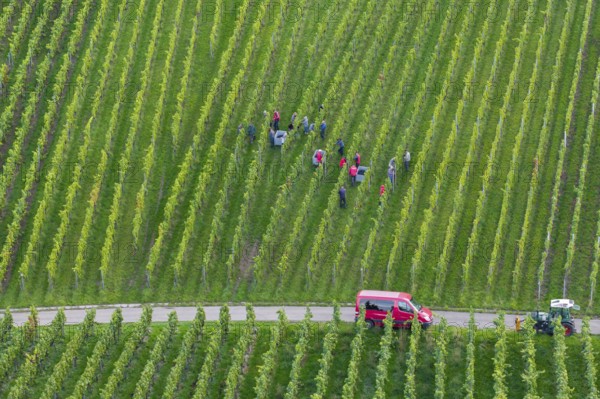 Harvester at work in a green vineyard with a red vehicle, grape grape harvest, near Korb, Rems Valley, Baden-Württemberg, Germany