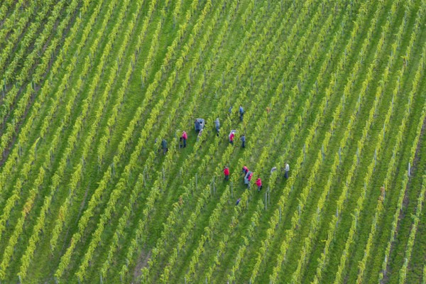 People collecting grapes in dense rows of a green vineyard, grape grape harvest, near Korb, Rems Valley, Baden-Württemberg, Germany