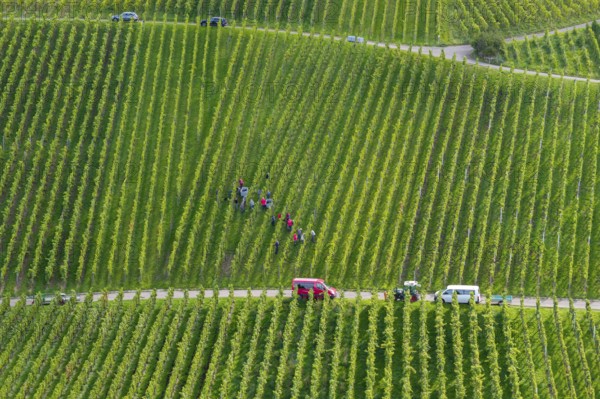A group of people harvesting grapes in a green vineyard landscape, grape grape harvest, near Korb, Rems Valley, Baden-Württemberg, Germany