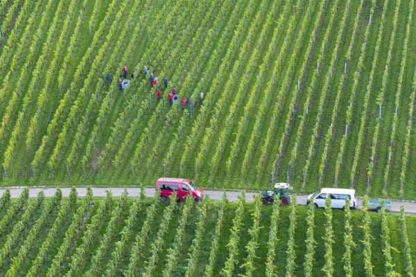 People harvesting grapes in a vineyard, two vehicles at the edge, grape grape harvest, near Korb, Rems Valley, Baden-Württemberg, Germany