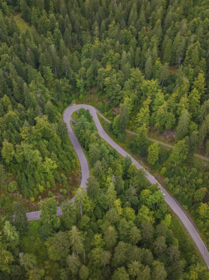 Small road winds through dense forest, Black Forest, Seebach, Germany