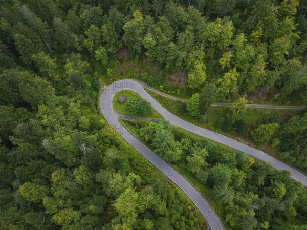 Winding road meanders through a detailed forest, Black Forest, Seebach, Germany