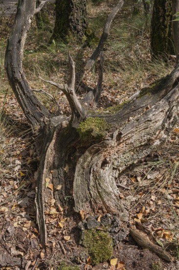 Weathered tree stump overgrown with moss in an autumn forest, Todholz, Netherlands