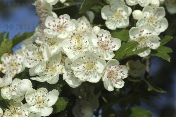 Hawthorn (Crataegus) flowers, Allgäu, Bavaria, Germany, Allgäu, Bavaria, Germany
