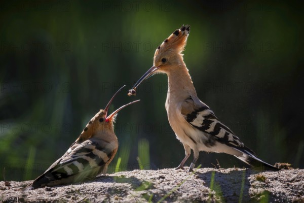 Hoopoe (Upupa epops) Bird of the Year 2022, male with food for his female, bridal gift, pair formation, courtship, foraging, erected bonnet, pair, breeding den, sunrise, interaction, flying, begging for food, climate change, Middle Elbe Biosphere Reserve, Saxony-Anhalt, Germany