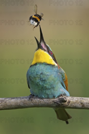 Bee-eater (Merops apiaster) newcomer in Saxony-Anhalt, blaze of colour, approaching, flying, wings spreading, foraging, with food in beak, sting of bumblebee removed, wings spreading, insect as prey, bumblebee, sunrise, Saxony-Anhalt, Middle Elbe Biosphere Reserve, Germany