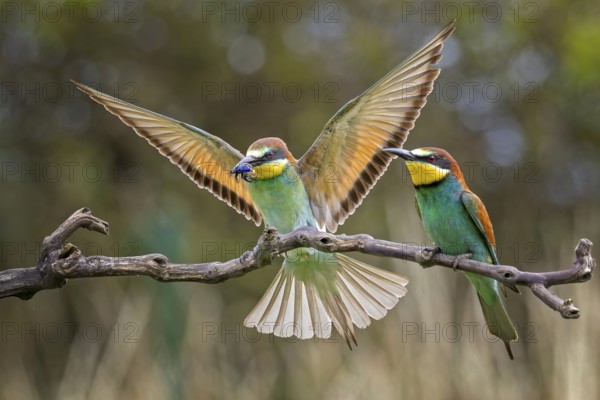Bee-eater (Merops apiaster) pair, mating, male, female, new resident in Saxony-Anhalt, colourful, approaching, flying, spreading wings, foraging, with food in beak, spreading wings, insect as prey, rose chafer, sunrise, Saxony-Anhalt, Middle Elbe Biosphere Reserve, Germany