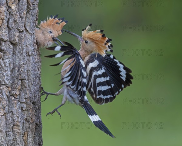 Hoopoe (Upupa epops) Bird of the Year 2022, male with food for his female, bridal gift, mating, courtship, begging for food, foraging, erected bonnet, pair, breeding cavity, sunrise, interaction, flying, approaching, wings, climate change, Middle Elbe Biosphere Reserve, Saxony-Anhalt, Germany