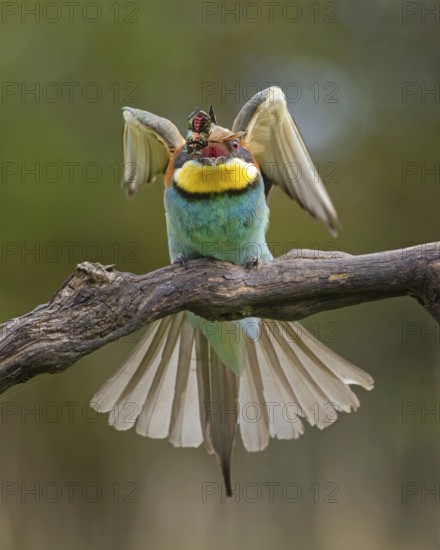 Bee-eater (Merops apiaster) new resident in Saxony-Anhalt, blaze of colour, approaching, flying, wings spreading, foraging, with food in beak, wings spreading, insect as prey, rose chafer, sunrise, Saxony-Anhalt, Middle Elbe Biosphere Reserve, Germany
