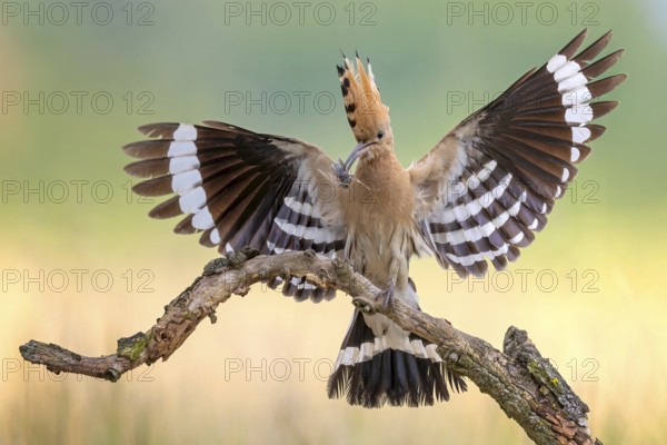 Hoopoe (Upupa epops) Bird of the Year 2022, male with food, bridal gift, pair formation, courtship, begging for food, foraging, erected bonnet, pair, breeding cavity, sunrise, interaction, flying, approaching, wings, climate change, Middle Elbe Biosphere Reserve, Saxony-Anhalt, Germany