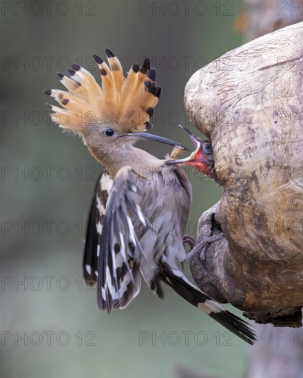 Hoopoe (Upupa epops) Bird of the Year 2022, male with food for his female, bridal gift, mating, courtship, begging for food, foraging, erected bonnet, pair, breeding cavity, sunrise, interaction, flying, approaching, wings, climate change, Middle Elbe Biosphere Reserve, Saxony-Anhalt, Germany