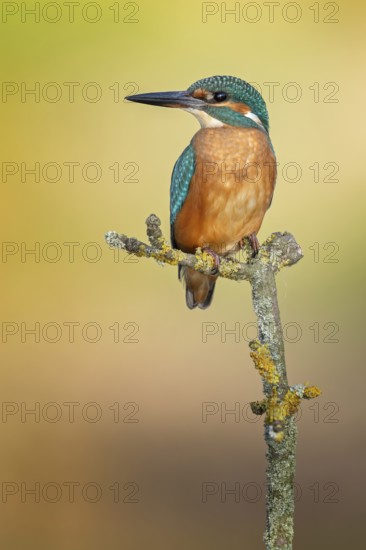 Kingfisher (Alcedo atthis) Indicator for clean flowing waters, young female at sunrise, on perch branch, courtship, mating, pair formation, habitat, Flying Gem, Middle Elbe River Landscape, Middle Elbe Biosphere Reserve, Saxony-Anhalt, Germany