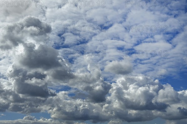 Cloudy sky with below many cumulus clouds cumulus clouds cluster clouds under bright blue sky, above cloud field of altocumulus clouds Altocumulus stratiformis, international
