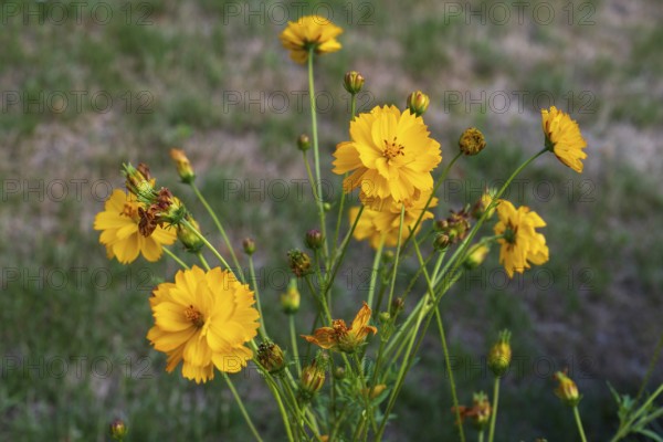 Yellow ornamental basket (Cosmos sulphureus), flower bed, summer flower-bed, North Rhine-Westphalia, Germany