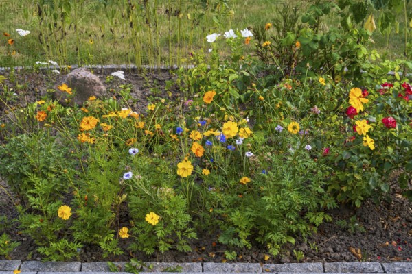 Flower bed with blooming summer flower-bed, North Rhine-Westphalia, Germany