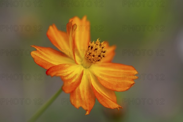 Yellow ornamental basket (Cosmos sulphureus), single flower, close-up, North Rhine-Westphalia, Germany