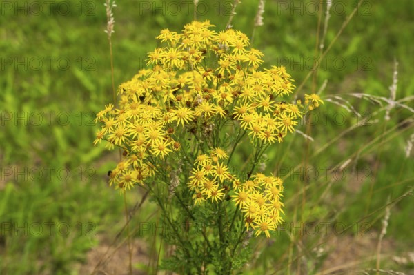 Jacob's ragwort (Jacobaea vulgaris), Ruhr area, North Rhine-Westphalia, Germany