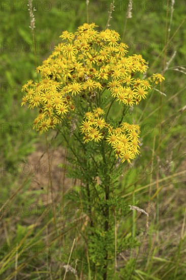 Jacob's ragwort (Jacobaea vulgaris), Ruhr area, North Rhine-Westphalia, Germany