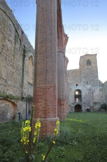 Interior view of the St. Nikolai church ruins, green lawn with mullein, nature, empty, pew, twin towers, Zerbst, Fläming, Saxony-Anhalt, Germany