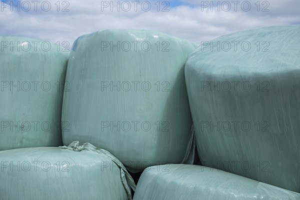 Silage, silage bales, silage bales in green plastic film, Münsterland, North Rhine-Westphalia, Germany