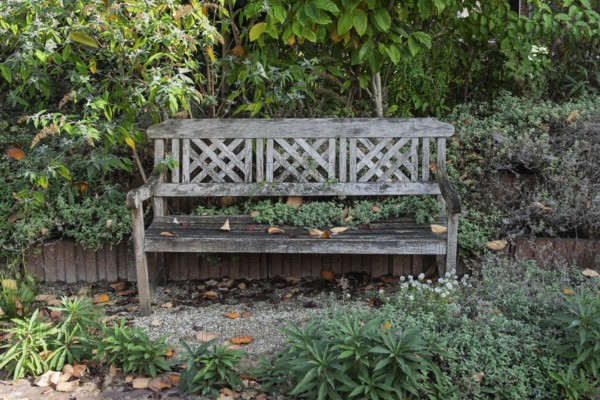 Old wooden bench with autumn leaves and lush greenery, Bredevoort, province of Gelderland, Netherlands