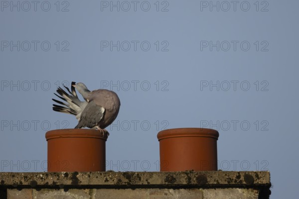 Wood pigeon (Columba palumbus) adult bird preening its tail feathers on an urban chimney pot, England, United Kingdom