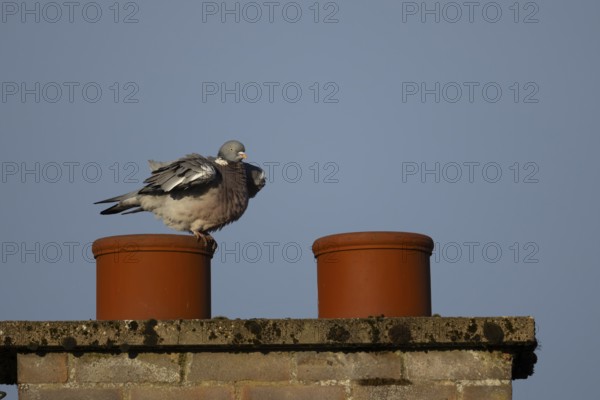 Wood pigeon (Columba palumbus) adult bird on an urban chimney pot, England, United Kingdom
