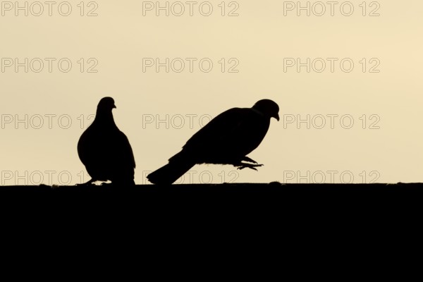 Wood pigeon (Columba palumbus) silhouette of two adult birds performing their love courtship display on an urban house roof at sunset, England, United Kingdom