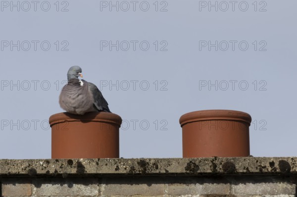 Wood pigeon (Columba palumbus) adult bird resting on an urban chimney pot, England, United Kingdom