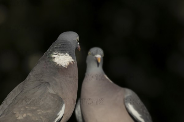 Wood pigeon (Columba palumbus) two adult birds looking at each other England, United Kingdom