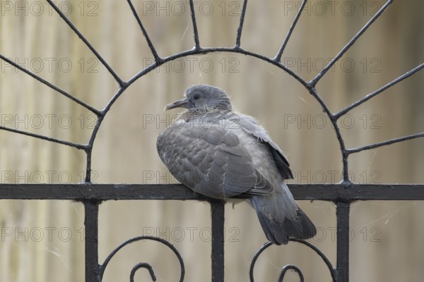 Wood pigeon (Columba palumbus) juvenile baby squab bird sitting on an urban garden metal gate, England, United Kingdom