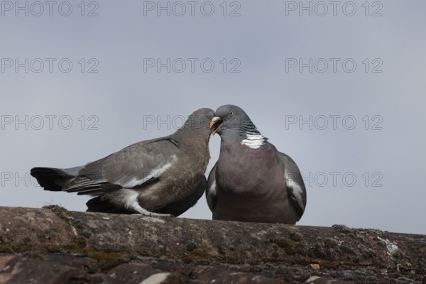 Wood pigeon (Columba palumbus) adult parent bird feeding a juvenile baby squab bird on an urban house roof, England, United Kingdom