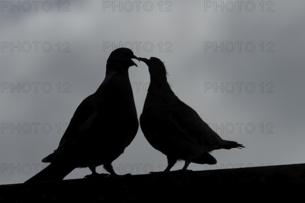 Wood pigeon (Columba palumbus) juvenile baby squab bird begging for food from an adult parent bird on an urban house roof, England, United Kingdom
