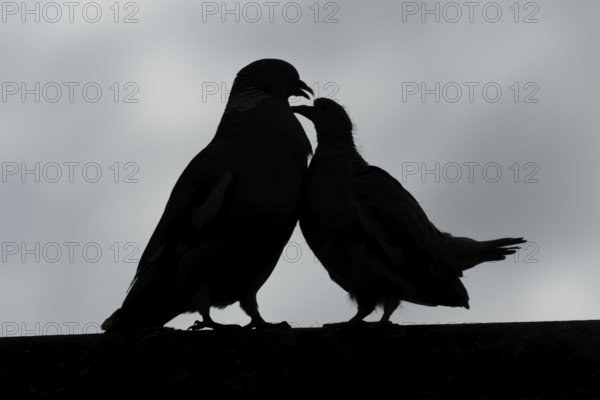 Wood pigeon (Columba palumbus) juvenile baby squab bird asking for food from an adult parent bird on an urban house roof, England, United Kingdom