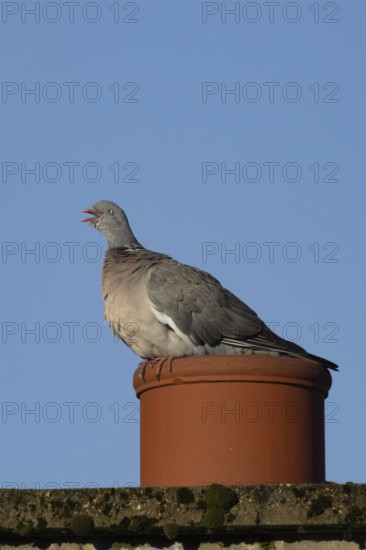 Wood pigeon (Columba palumbus) adult bird calling on an urban chimney pot, England, United Kingdom