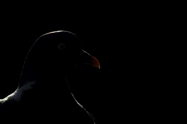 Wood pigeon (Columba palumbus) adult bird backlit head portrait, England, United Kingdom