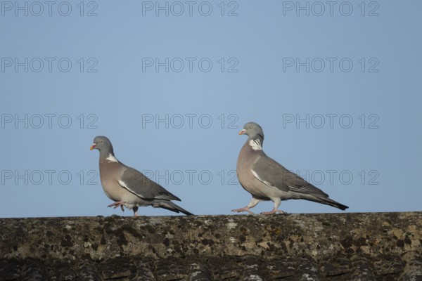 Wood pigeon (Columba palumbus) two adult birds one bird chasing the other on an urban house roof, England, United Kingdom