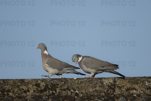 Wood pigeon (Columba palumbus) two adult birds performing their love courtship display on an urban house roof, England, United Kingdom