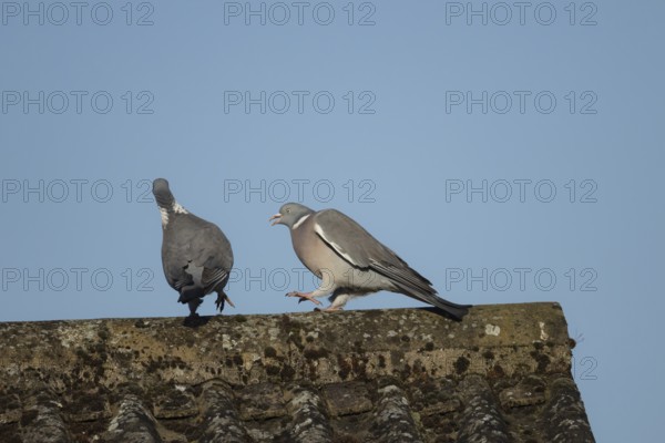 Wood pigeon (Columba palumbus) two adult birds fighting on an urban house roof, England, United Kingdom