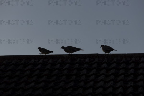 Wood pigeon (Columba palumbus) two adult birds and a juvenile bird on an urban house roof, England, United Kingdom