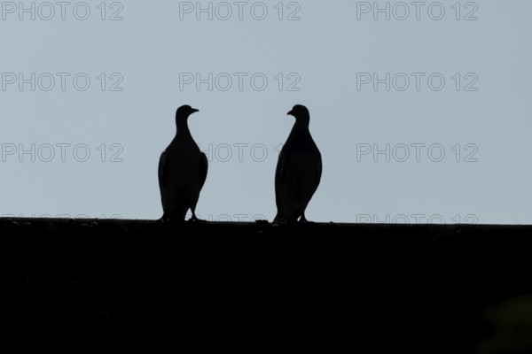 Wood pigeon (Columba palumbus) two adult birds on an urban house roof, England, United Kingdom