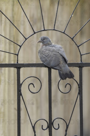 Wood pigeon (Columba palumbus) juvenile baby squab bird sitting on an urban garden metal gate, England, United Kingdom