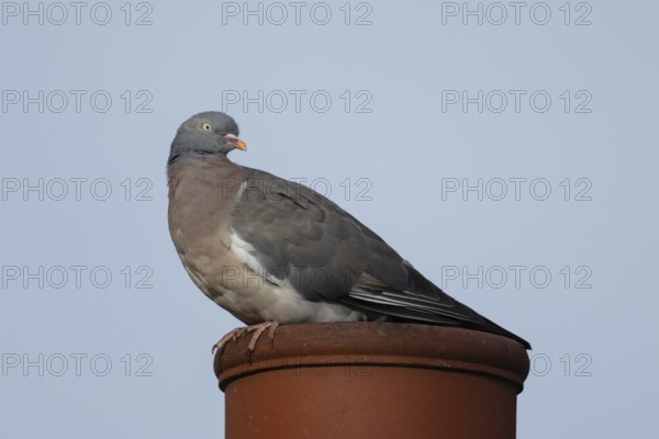 Wood pigeon (Columba palumbus) adult bird sitting on an urban chimney pot, England, United Kingdom