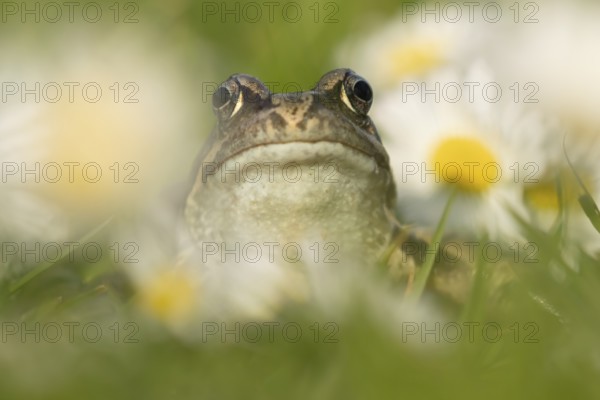 Common frog (Rana temporaria) adult amphibian on a garden grass lawn with flowering daisies in spring, England, United Kingdom