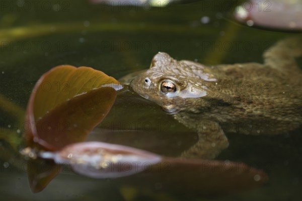 Common toad (Bufo bufo) adult amphibian on the water surface of a garden pond, England, United Kingdom