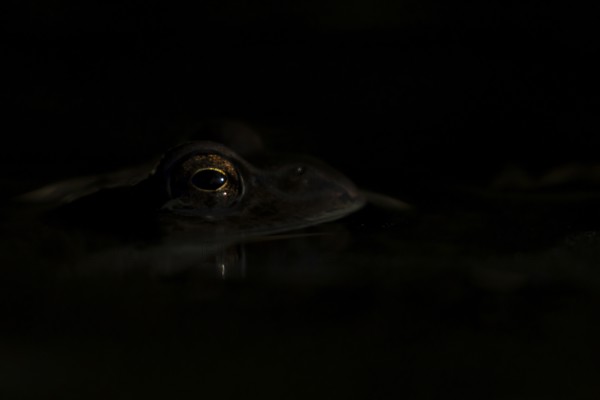 Common frog (Rana temporaria) adult amphibian on the water surface of a garden pond, England, United Kingdom