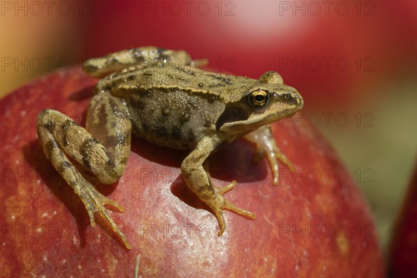Common frog (Rana temporaria) adult amphibian on a fallen apple in a garden, England, United Kingdom