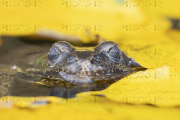 Common frog (Rana temporaria) adult amphibian on the water surface of a garden pond with fallen autumn leaves, England, United Kingdom